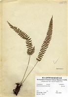 藏品(韓氏耳蕨)的圖片